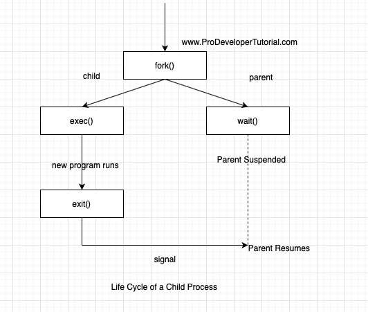 5_child_lifecycle_process